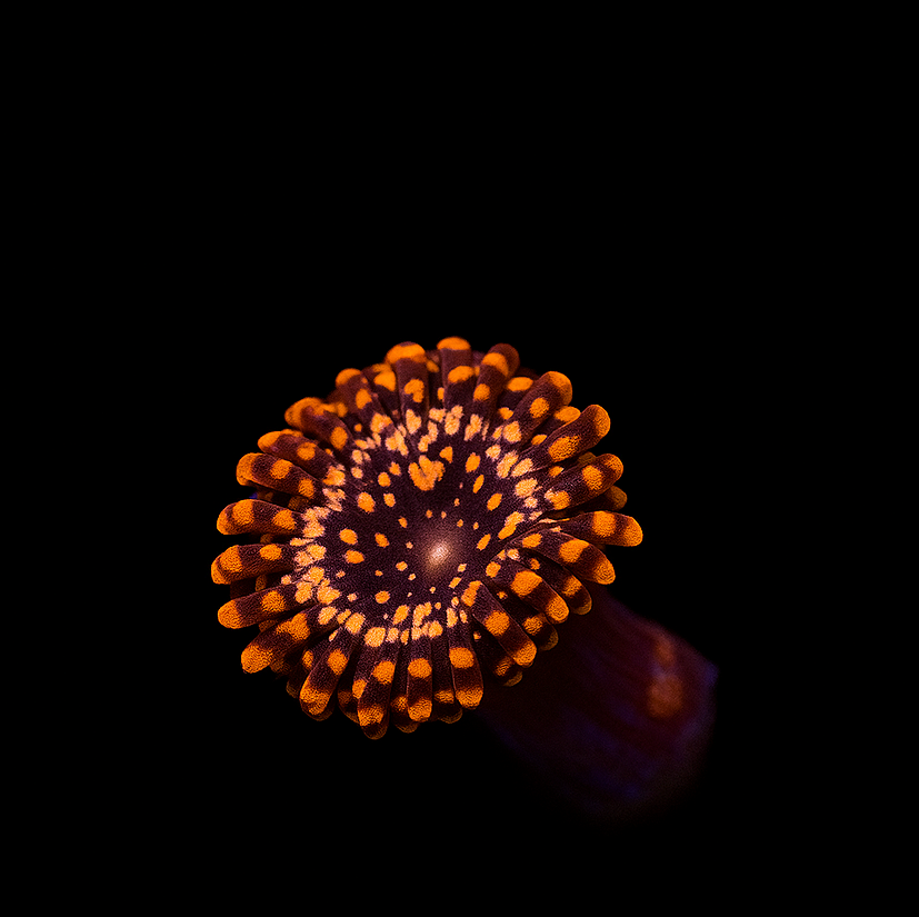 UTTER CHAOS ZOANTHID